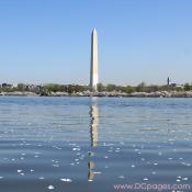 Tuesday, 11:07 am EST, April 3, 2007, Cherry Blossoms floating on the Jefferson Tidal Basin.