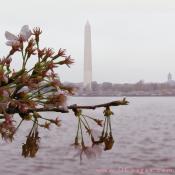 Wednesday, 11:36 am EST, April 4, 2007, Cherry Blossom View of the George Washington Monument. 58° and overcast with 8 mph wind. Approx. 60 percent of the trees are without blossoms.
