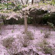 Wednesday, 11:48 am EST, April 4, 2007, blossom flurries with approx. quarter inch accumulation.