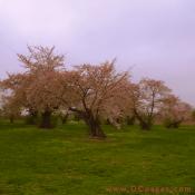 Wednesday, 12:30 pm EST, April 4, 2007, This gnarled grove of cherry trees are the oldest in Potomac Park. They were the only survivors of the original two thousand cherry trees given as a gift in 1909 from Japan.