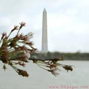 Thursday, 9:32 am EST, Washington Monument. 41° and clear sky with 18 mph wind. Final stage of blossoms. Most trees have lost their blossoms.