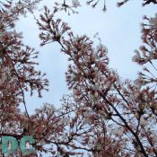 Tuesday, 4:20 pm EST, April 12, 2005, Cherry Blossom tree branch. Chilly. Final Stage of Flower Bloom
