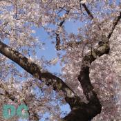 Monday, 9:20 am EST, April 11, 2005, Cherry Blossom tree shaking petals from branches. Sunny with a crisp breeze. Third Stage of Flower Bloom