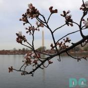 Tuesday, 10:30 am EST, March 28, 2006, Cherry Blossom View of the Washington DC. Calm and brisk. Extension of Florets. Note, top branch was intentionally broken. I tried to repair.