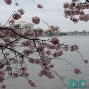Monday, 10:00 am EST, April 3, 2006, Cherry Blossom View of the Jefferson Memorial. Clear and Sunny. Third Stage of Flower Bloom. 
