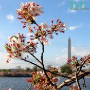 Tuesday, 5:30 pm EST, April 4, 2006, Cherry Blossom View of the Washington Monument. Brisk and Partial Clouds. Blossom petals are mostly gone from storm last night. 
