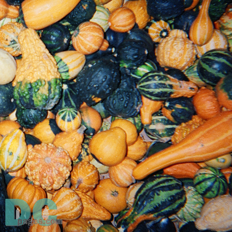 We also have thousands of varaties of gourds that you can purchase.