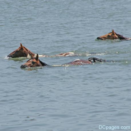 Chincoteague Pony Swim