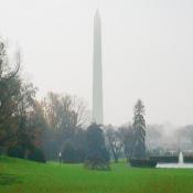 The Washington Monument stands tall, towering over every structure in the metro area.  Yet, the National tree gave the monument some competition in height.
