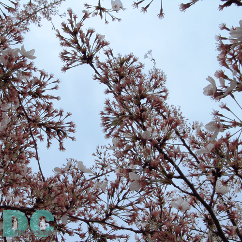 cherry tree branch. Cherry Blossom tree branch