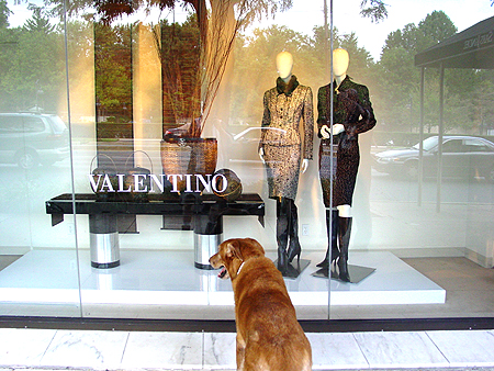 Wiley doing a little window shopping at Valentino.