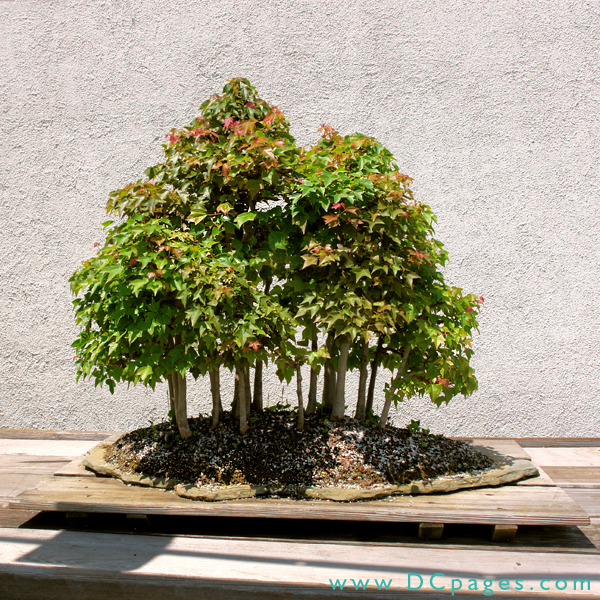 Trident Maple, Acer buergerianum, In training since 1985, Donated by Brussel Martin.