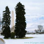 Between two large spruce trees stands the Washington Monument located at the west end of the National Mall in Washington, D.C.