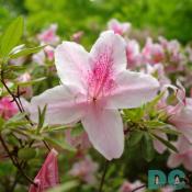 'Oriflamme' azalea