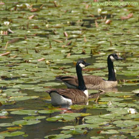 Kenilworth Aquatic Gardens