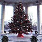 A beautiful Christmas tree surrounded by beautiful architecture