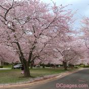 Yoshino Cherry Trees in full force - Kenwood