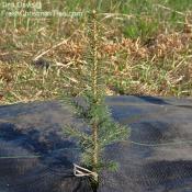 Adopt-A-Tree-Tina-Davis