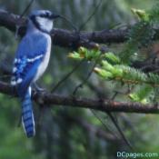 American Blue Jay, a.k.a Cyanocitta cristata