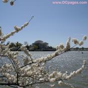 Jefferson-Memorial-03-31-10-B