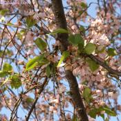 Sun Burned Cherry Blossoms