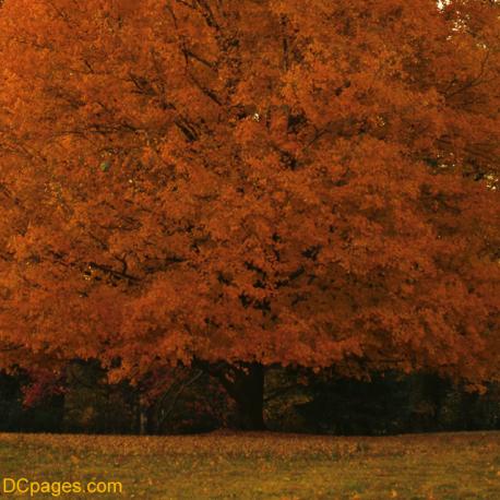 Autumn Foliage at National Arboretum