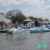 Paddle boat dock on Jefferson Tidal Basin.