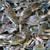 Maryland Blue Crabs symbolize the Chesapeake Bay, America's largest estuary. Ask for heavy crabs. The blue tipped claws identify this batch of crabs as all male, known as a "Jimmy" to watermen.