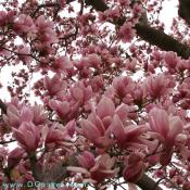 Jane Magnolia (liliflora 'Reflorescens' x stellata)