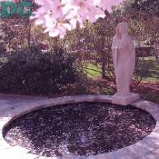 Cherry view of Mary and baby Jesus at the National Shrine of the Immaculate Conception.