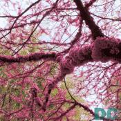 Redbud flowers cover this tree branch at the park between Union Station and the U.S. Capitol building.