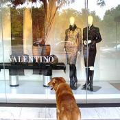 Wiley doing a little window shopping at Valentino.