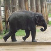 This is Kandula, a 2 1/2 year old baby asian elephant