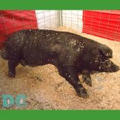 The pig named Wilbur (no relation to Charlotte's web or this publisher)is the second biggest hog in the World. Now that is alot of bacon.