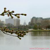 Tuesday, 10:35 am EST, March 27, 2007, Cherry Blossom View of the United States Capitol Building. 70° with slight overcast and calm. Florets partially Visible.