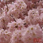 12:15 pm EST, April 01, 2006, Top view of cherry blossoms. Cloudy and Windy. Second Stage of Flower Bloom.