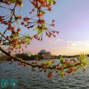 Tuesday, 5:30 pm EST, April 4, 2006, Cherry Blossom View of the Jefferson Memorial. Brisk and Partial Clouds. Blossom petals are mostly gone from storm last night. 
