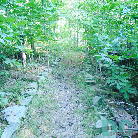 Walking through a grove of Paw Paw trees. To book an event on Offutt Island please call 301.493-9273