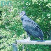 Offutt Island - A turkey vulture is purched on the Offutt Island Nature Center deck. 