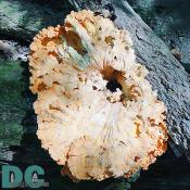 Offutt Island - A large tree mushroom grows on a dead tree in the interior of Offutt Island.