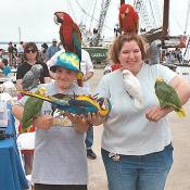 Oh no, I see quite a few parrots, there must be some pirates around.