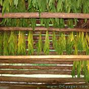 Orinoco tobacco hangs on beams to dry. Orinoco is a tall tobacco with thick textured, crinkly leaves that produces a rich brown pipe tobacco that is a favorite of pipe smokers worldwide. 
