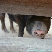 This Ossabaw Island hog is a descendant of Spanish pigs brought to the New World over 450 years ago. Claude Moore farm has raised these pigs for 20 years. 