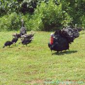 The turkeys on the colonial farm are used to eat the Tobacco Hornworms.