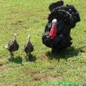 Two poults (baby turkeys) follows the turkey cock (male turkey, sometimes referred to as tom) around the farm.