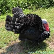 The turkey has a pouchlike area at the front of his throat which is called a wattle. The head, neck, snood and wattle are all reddish colored until the male turkey begins to do his "strut" or mating dance at which time the entire area turns brilliantly bright red.