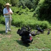 Park volunteer herds the turkeys over to the tobacco field. They have alot of worms to eat!