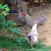 A silver grey Dorking hen accompanies a pair of Dominique cocks to a water bucket. The Dorking is one of the oldest breeds of chickens. 