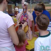 These children learn anatomy of the human body at Adam's Morgan Day booth.