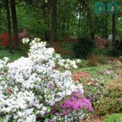 Many of the shrubs in the collection sprang from the azalea breeding work of former Arboretum Director Benjamin Y. Morrison.
